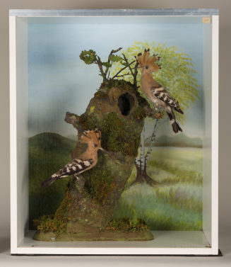 Diorama: Wiedehopf, Wiedehopf