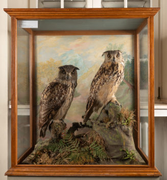 Diorama: Uhu, Uhu