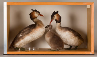 Diorama: Haubentaucher, Haubentaucher, Haubentaucher