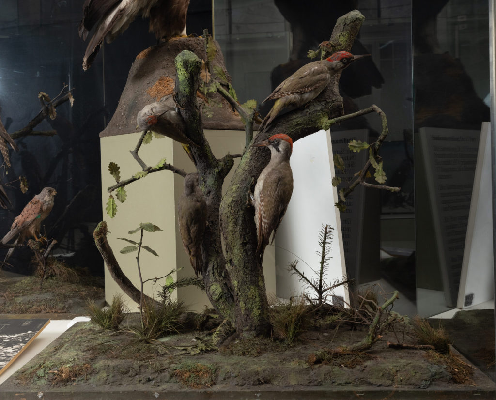 Diorama: Grauspecht, Grauspecht, Grauspecht, Grauspecht