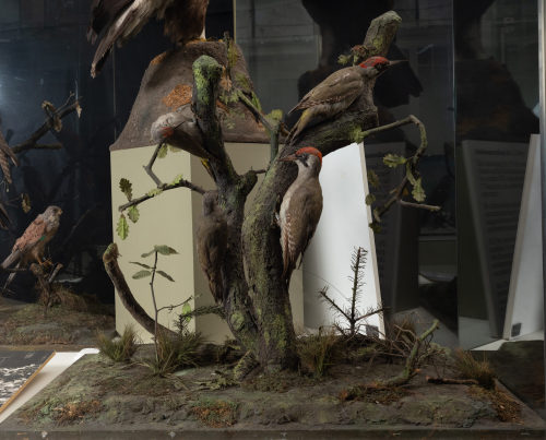 Dr. Peter Frey (Urheber*in), Diorama: Grauspecht, Grauspecht, Grauspecht, Grauspecht, 1890–1952