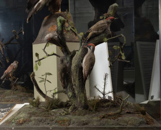 Diorama: Grauspecht, Grauspecht, Grauspecht, Grauspecht
