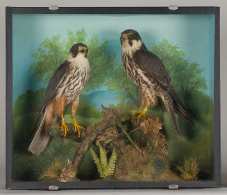 Diorama: Baumfalke, Baumfalke