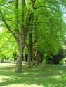 Alter Bilker Friedhof - Lindenallee