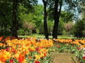 Das Rheingärtchen zur Tulpenblüte