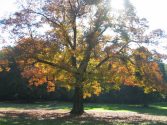 Elbroichpark - Herbststimmung