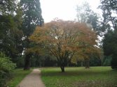 Elbroichpark - Mammutbaum links am Weg und ein  japanischer Fächerahorn (Acer palmatum)