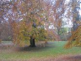 Elbroichpark - Herbstimpression