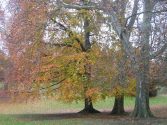 Elbroichpark - Herbstimpression