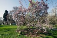 Magnolienblüte im Lantz'schen Park, im Hintergrund die Villa