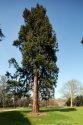 Die mächtigsten Bäume des Parks sind die Mammutbäume (Sequoia gigantea) sie stehen vor dem Herr ...