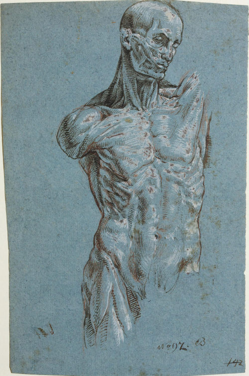 Unbekannt (Künstler*in), Anatomische Studie, 16. Jahrhundert